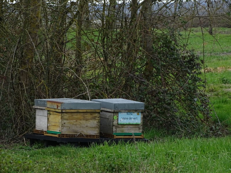 La ruche Veine de vert