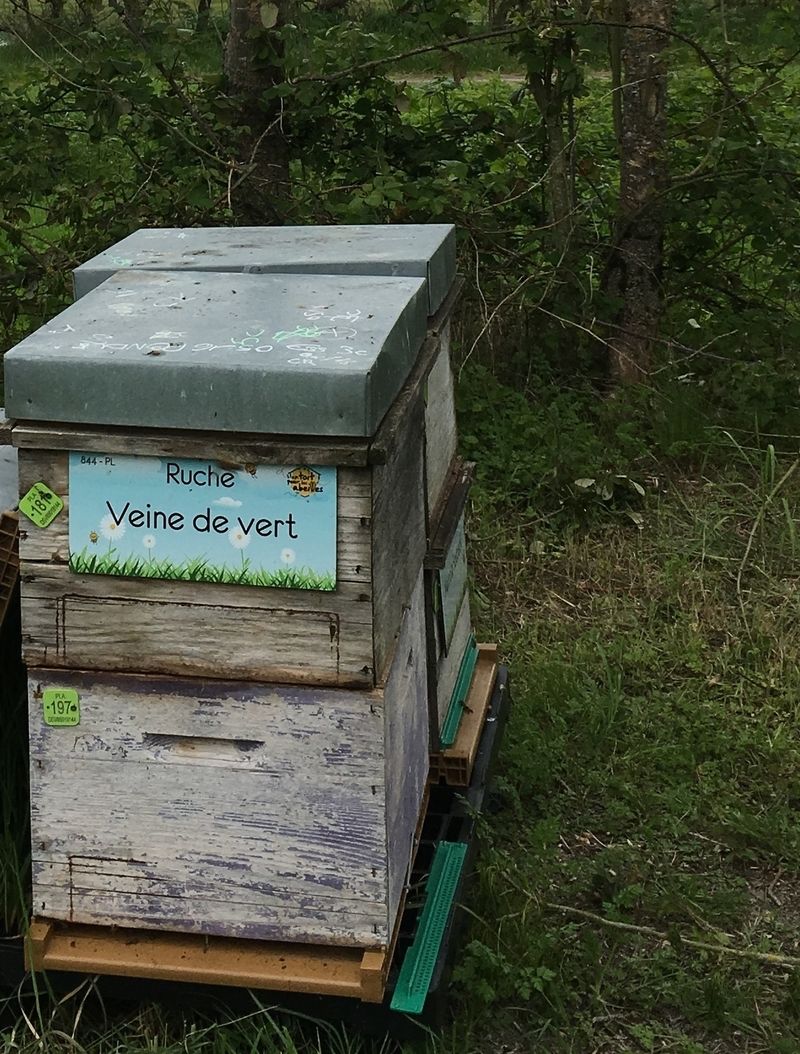 La ruche Veine de vert