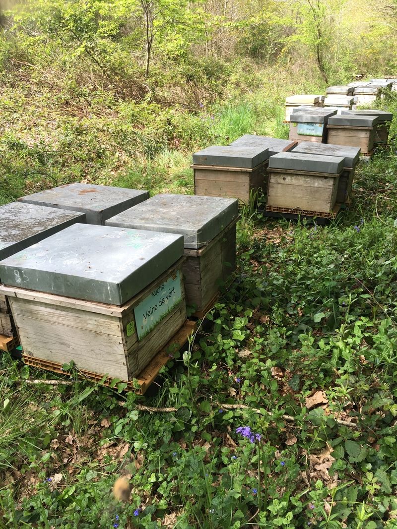La ruche Veine de vert
