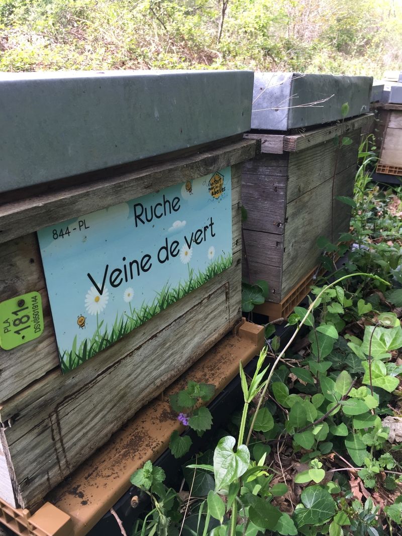 La ruche Veine de vert