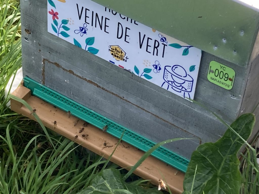 La ruche Veine de vert