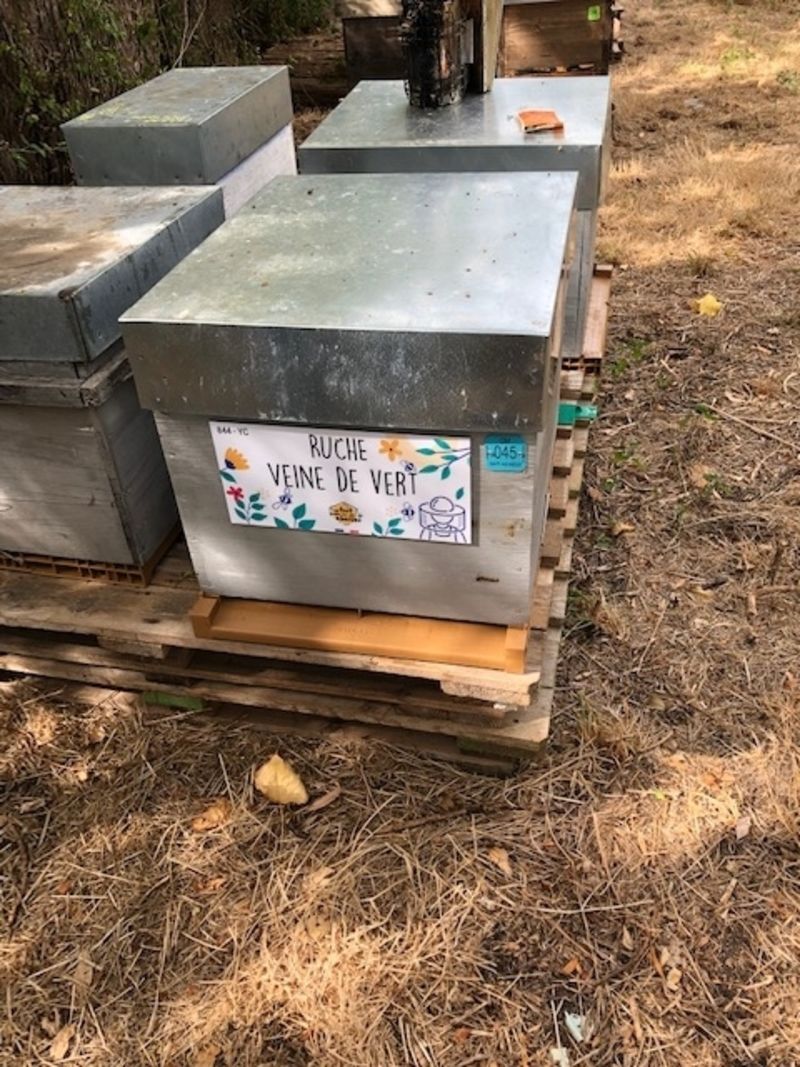 La ruche Veine de vert