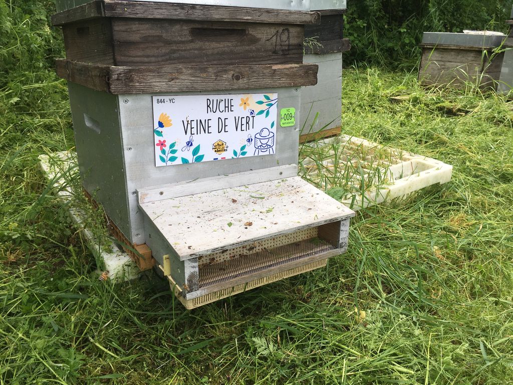 La ruche Veine de vert