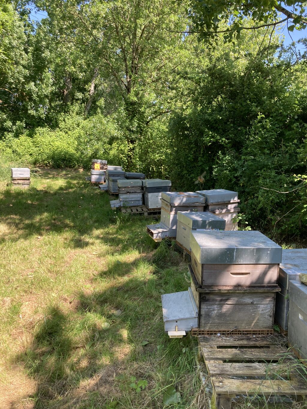 La ruche Veine de vert