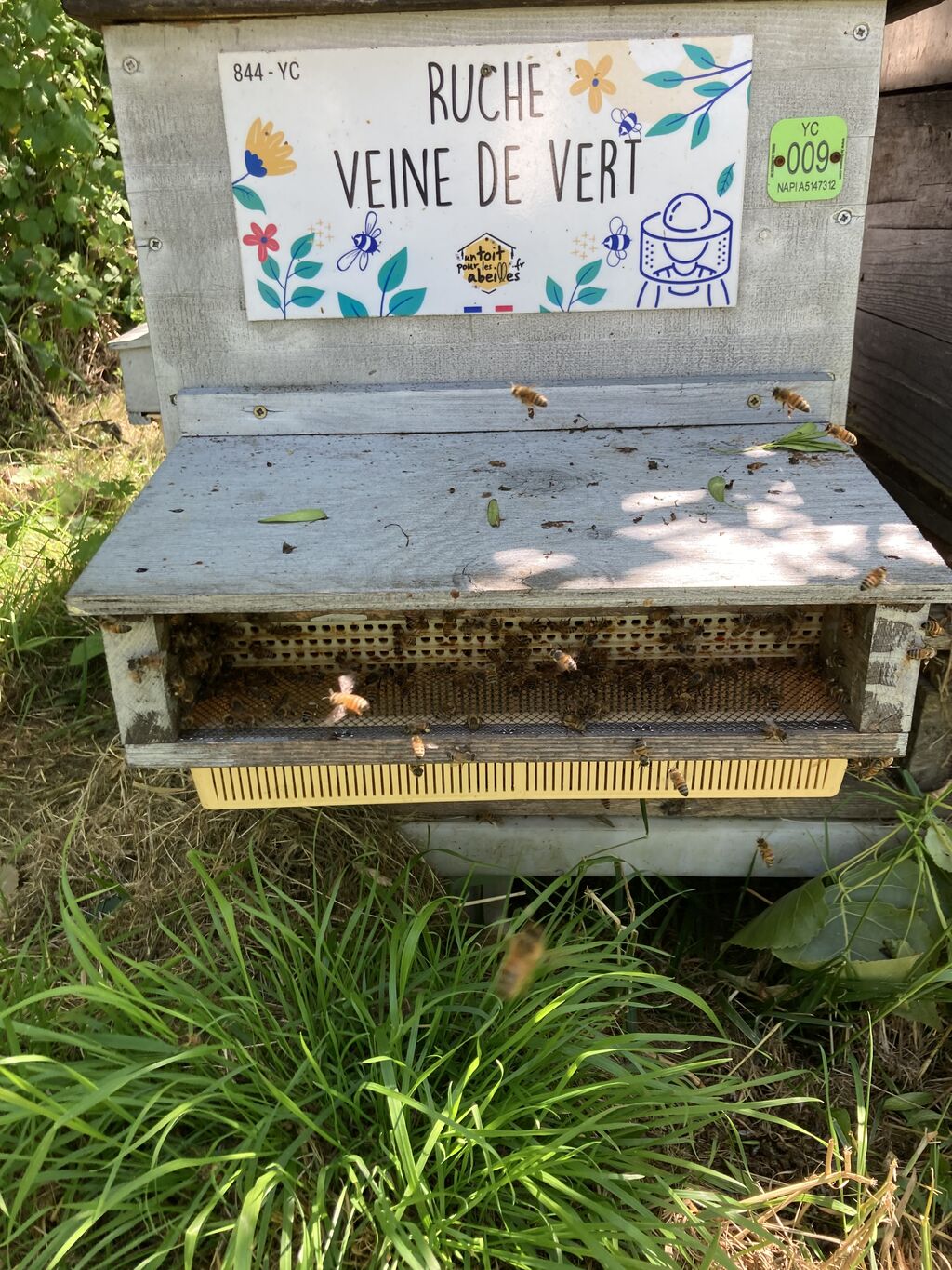 La ruche Veine de vert