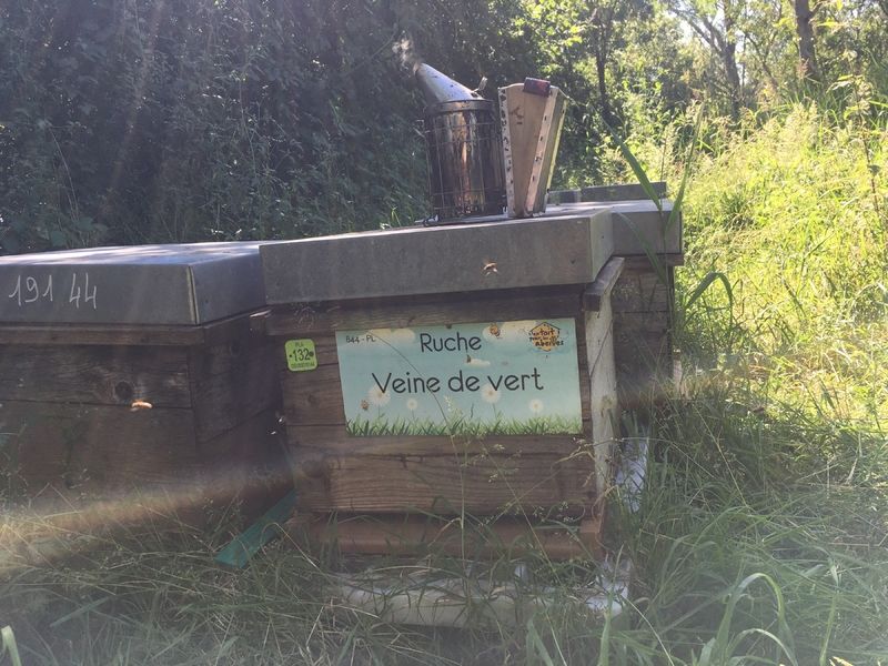 La ruche Veine de vert