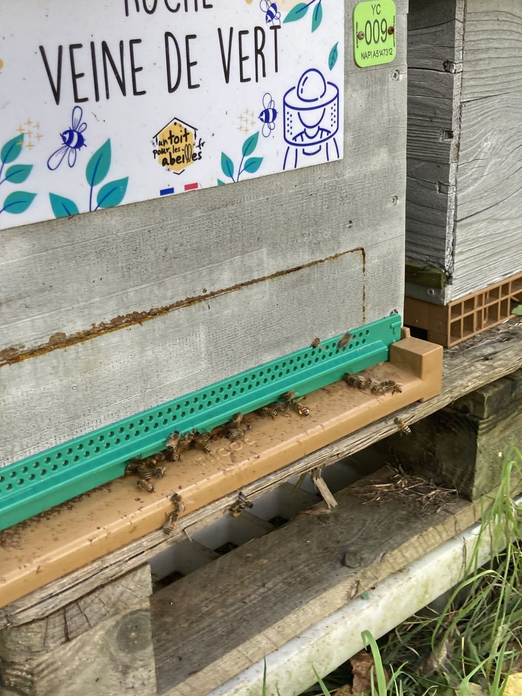 La ruche Veine de vert