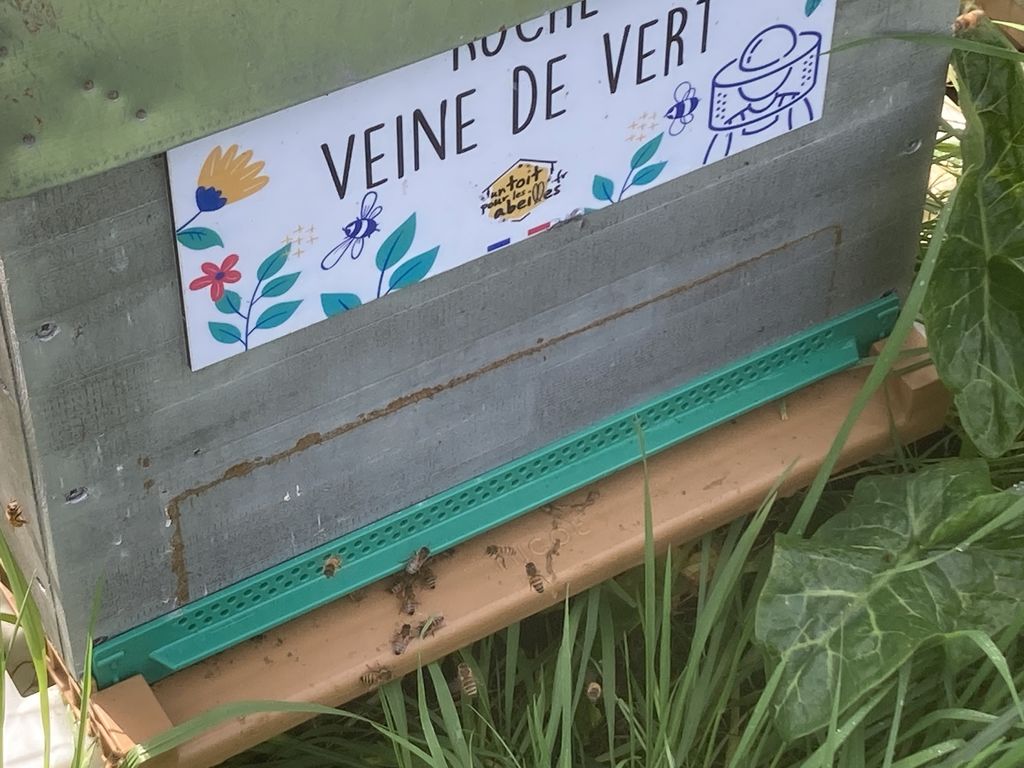 La ruche Veine de vert