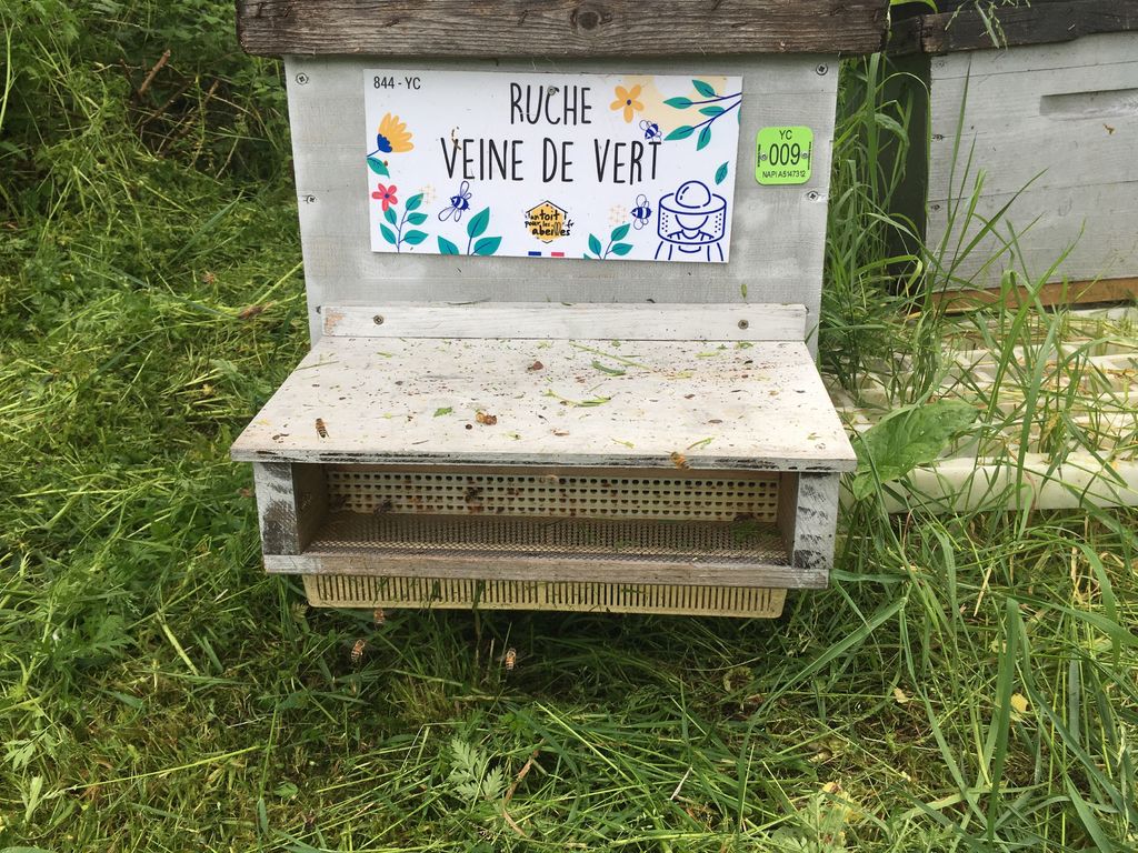 La ruche Veine de vert