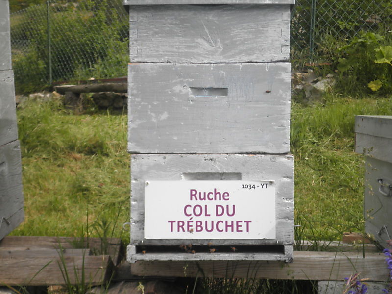 La ruche
