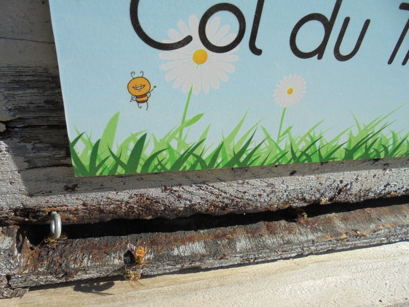 La ruche Col du Trébuchet