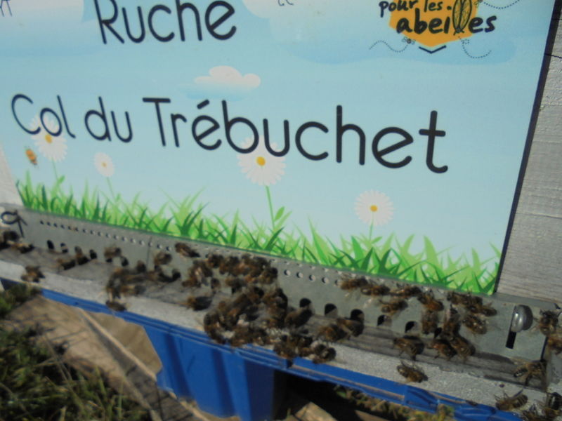 La ruche Col du Trébuchet