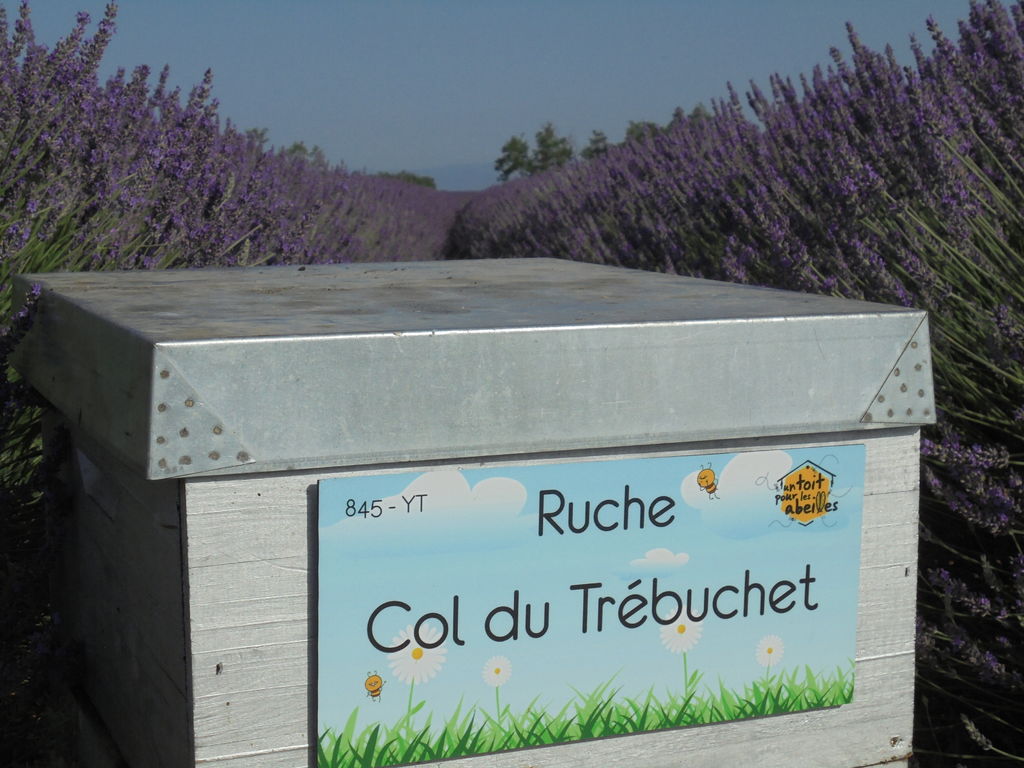 La ruche Col du Trébuchet