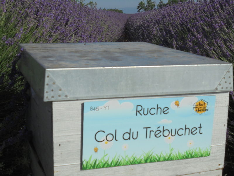 La ruche Col du Trébuchet