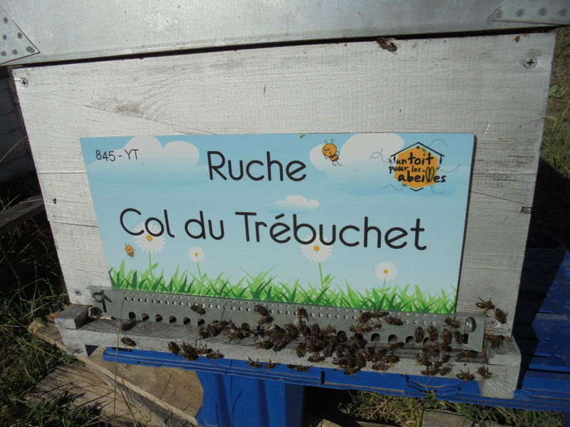 La ruche Col du Trébuchet