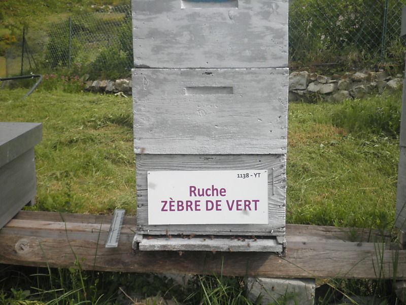 La ruche