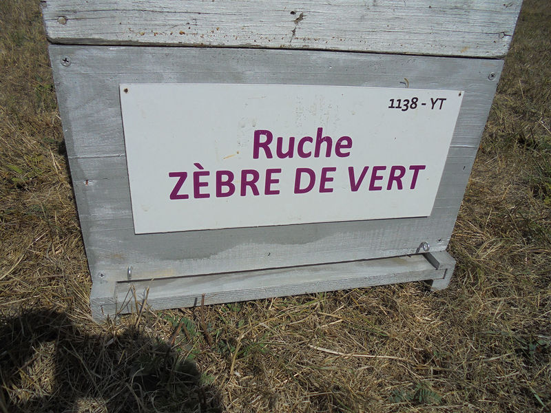 La ruche Zèbre de vert