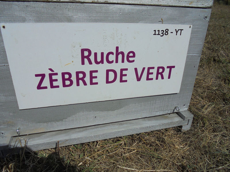 La ruche Zèbre de vert