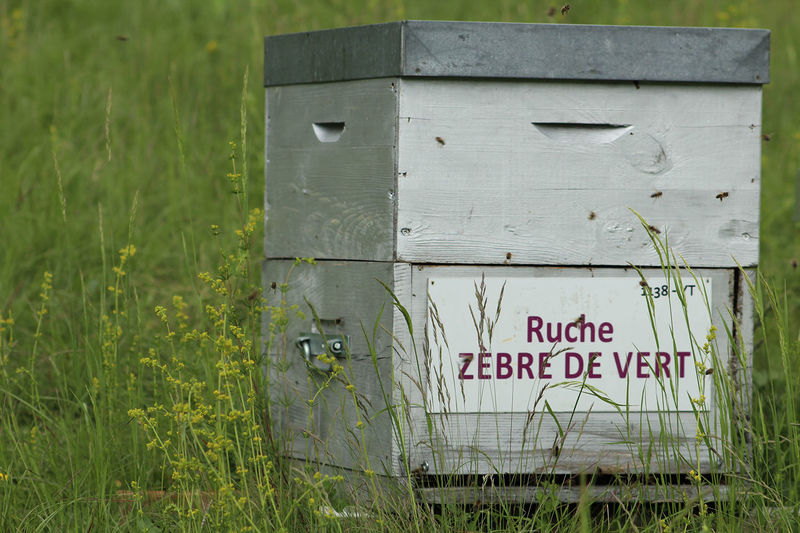 La ruche Zèbre de vert