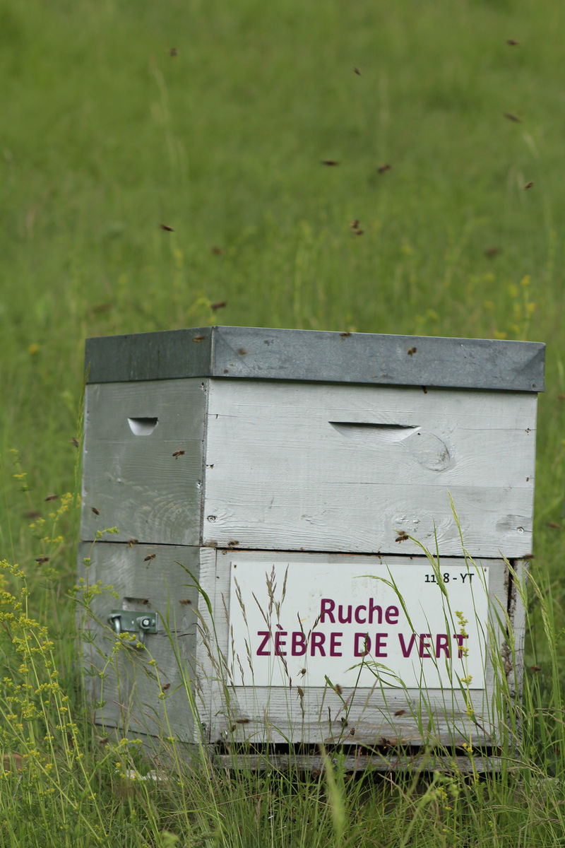 La ruche Zèbre de vert