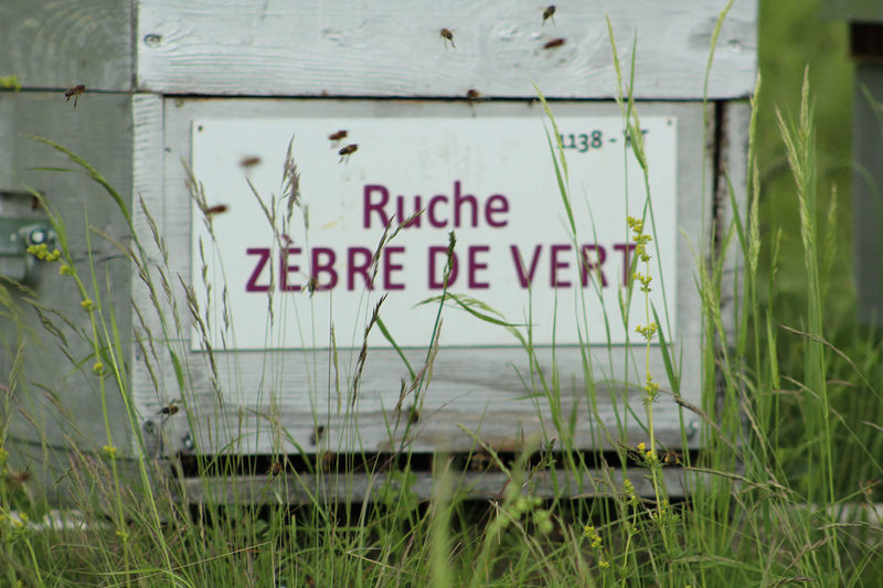 La ruche Zèbre de vert