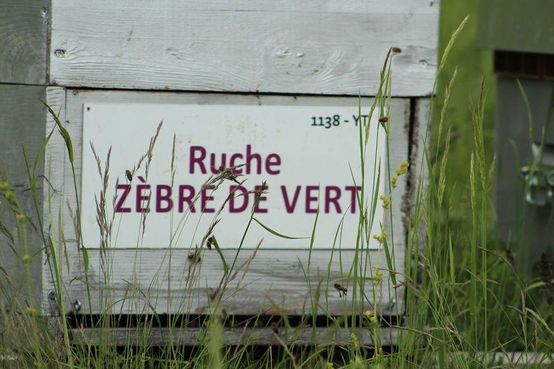 La ruche Zèbre de vert