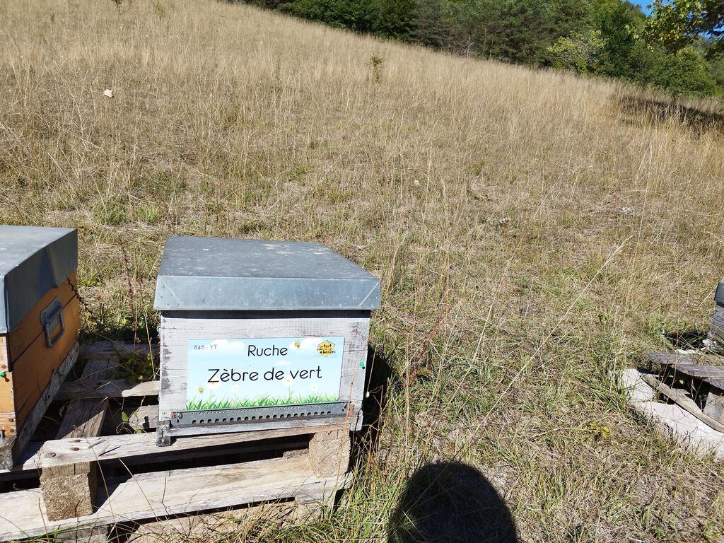 La ruche Zèbre de vert
