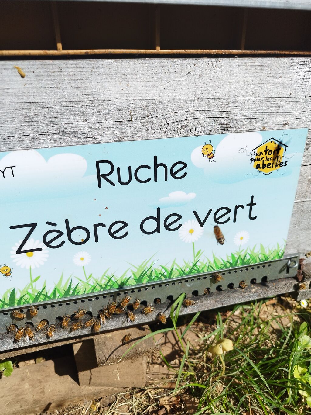 La ruche Zèbre de vert