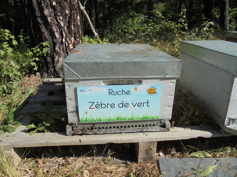 La ruche Zèbre de vert