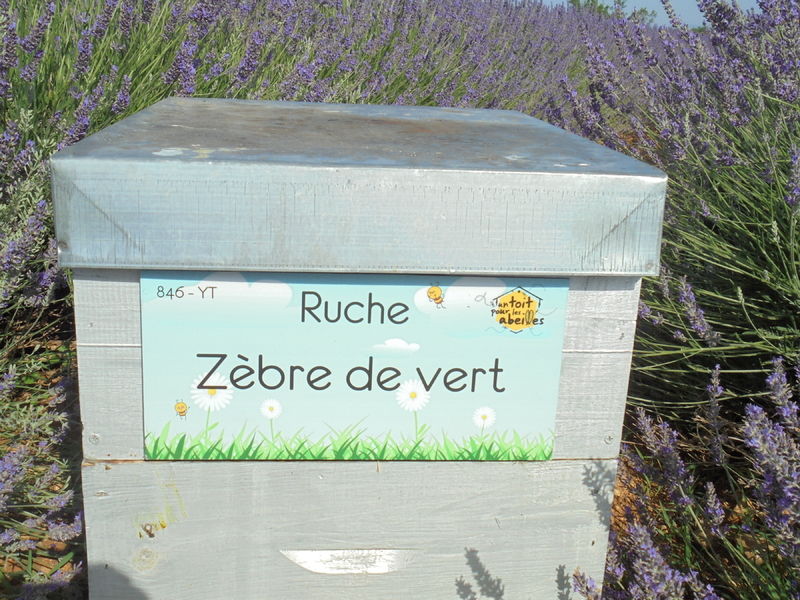 La ruche Zèbre de vert