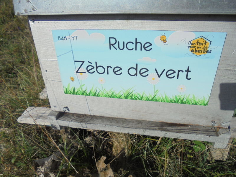La ruche Zèbre de vert