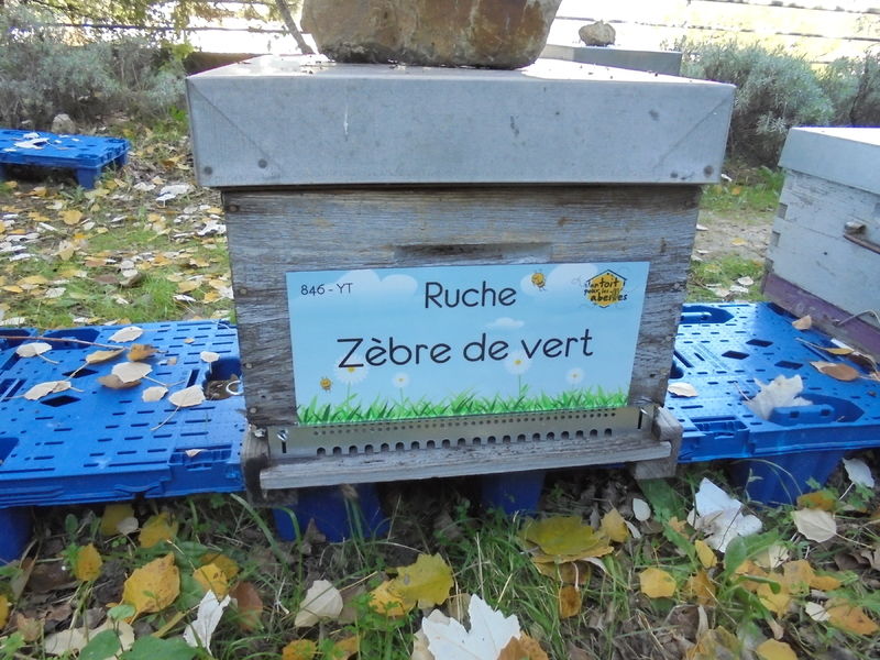 La ruche Zèbre de vert