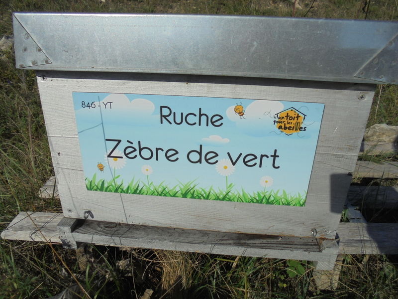 La ruche Zèbre de vert
