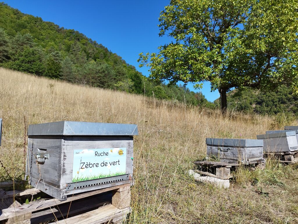 La ruche Zèbre de vert