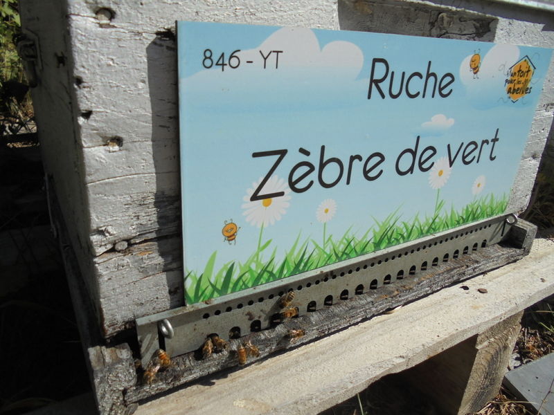 La ruche Zèbre de vert