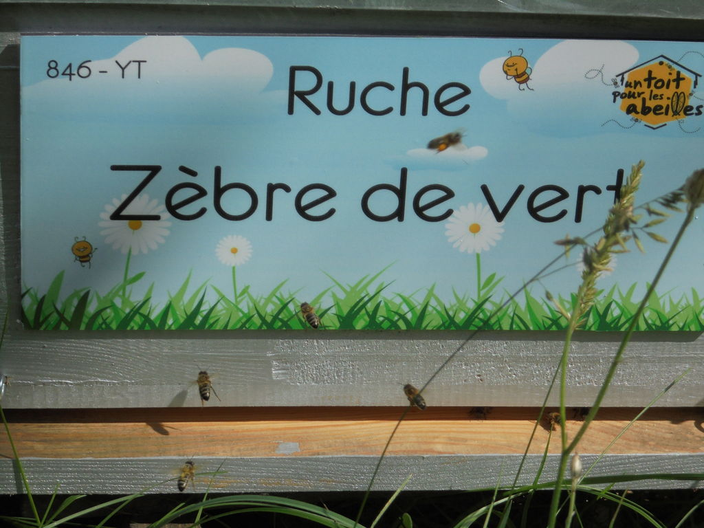 La ruche Zèbre de vert