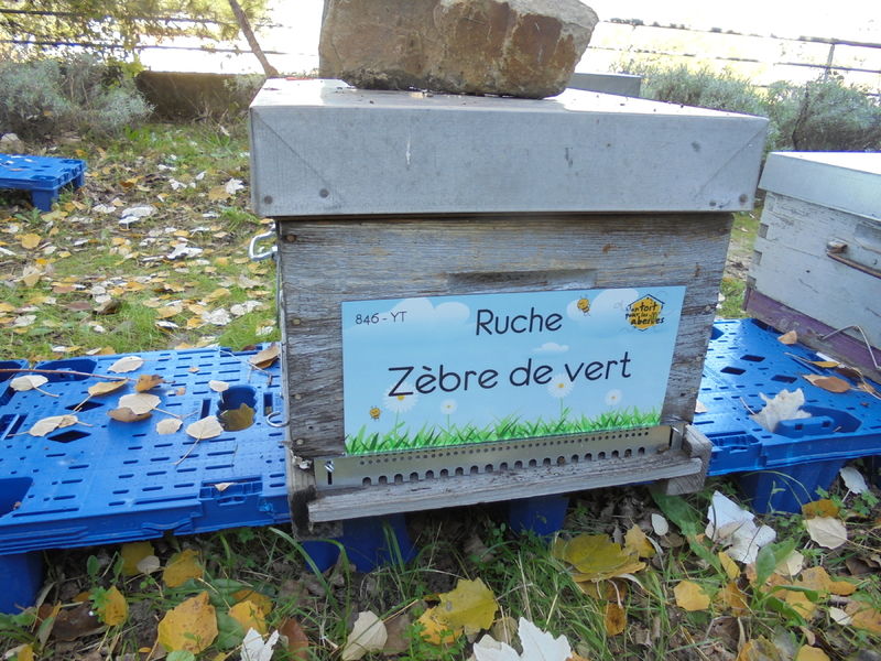 La ruche Zèbre de vert