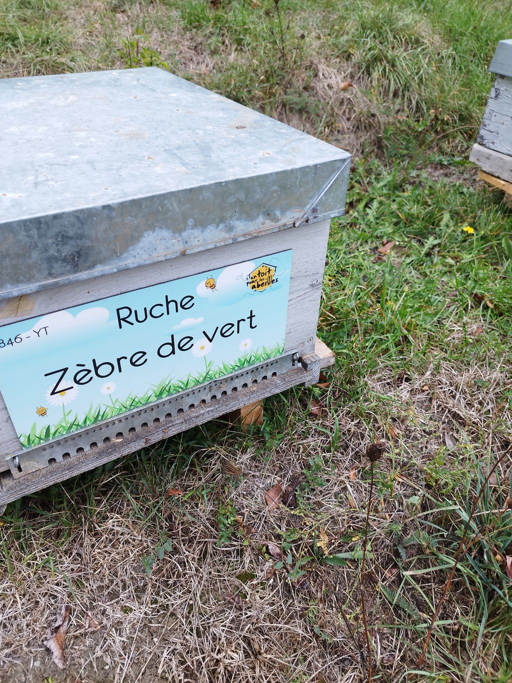La ruche Zèbre de vert