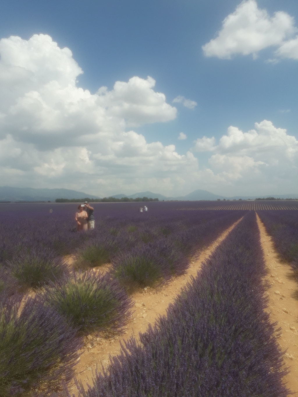 La ruche Zèbre de vert