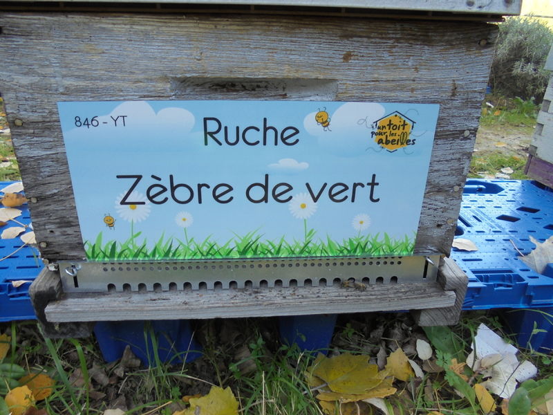 La ruche Zèbre de vert