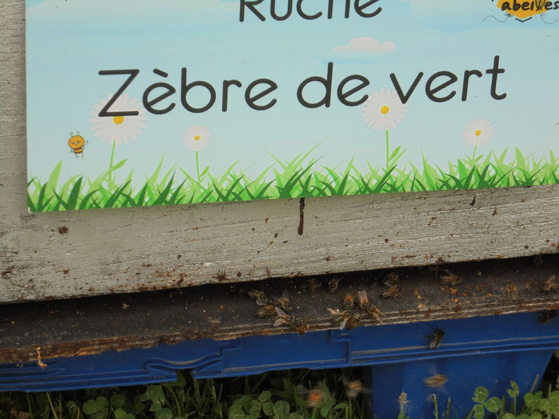 La ruche Zèbre de vert