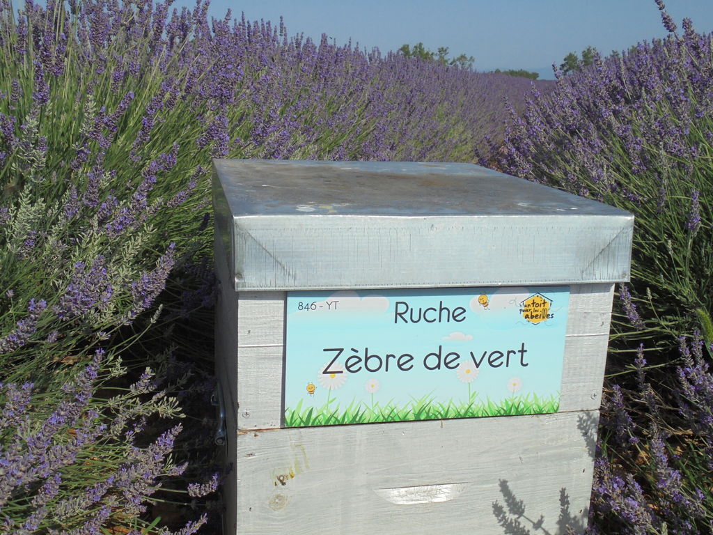 La ruche Zèbre de vert