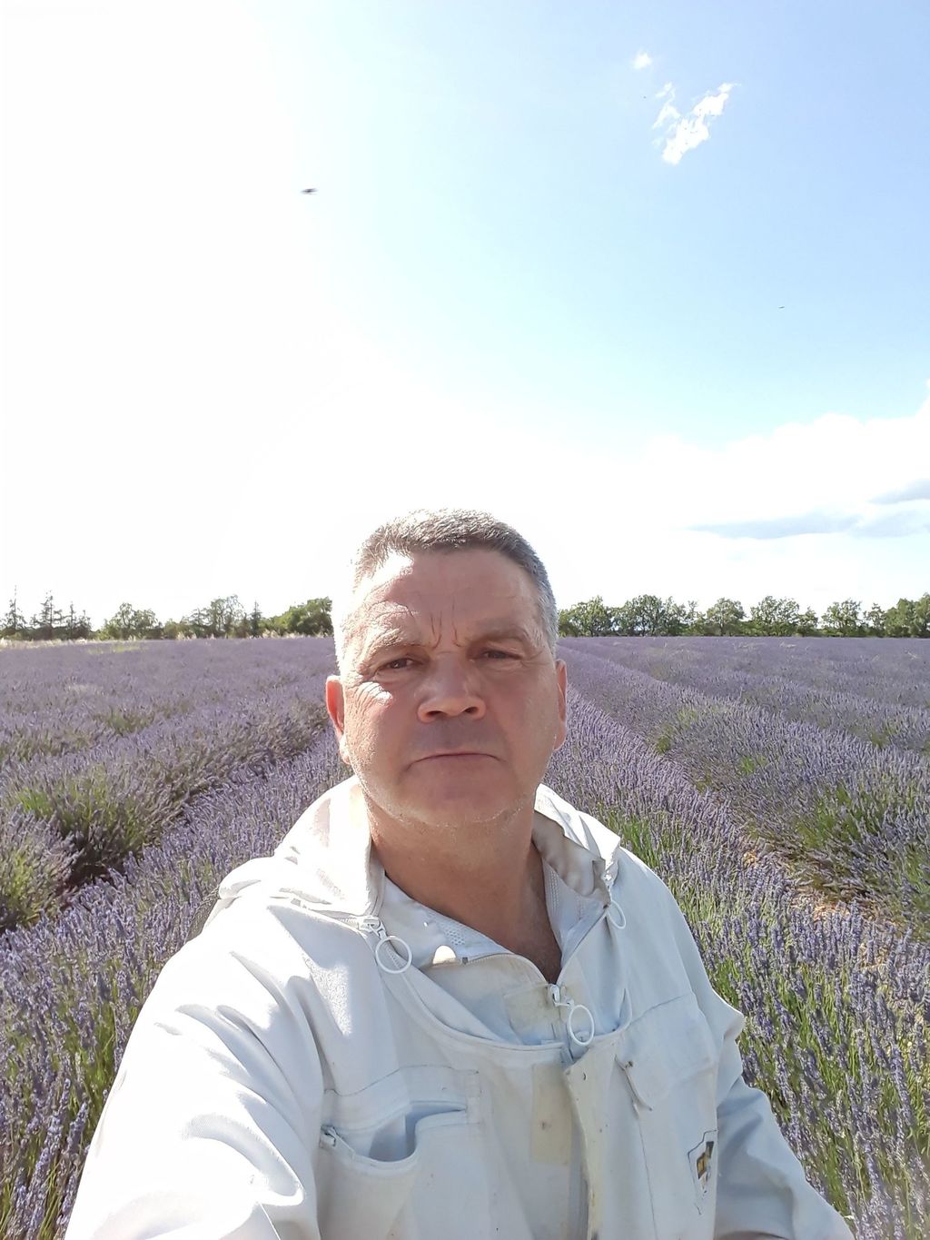 La ruche Zèbre de vert