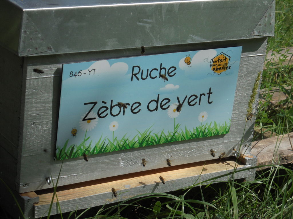 La ruche Zèbre de vert