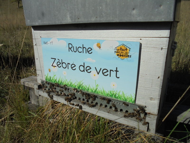 La ruche Zèbre de vert