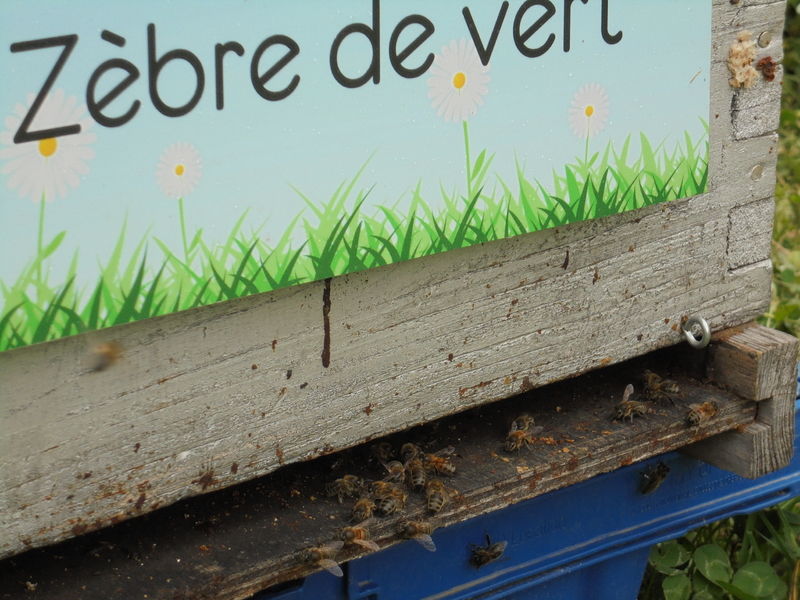 La ruche Zèbre de vert