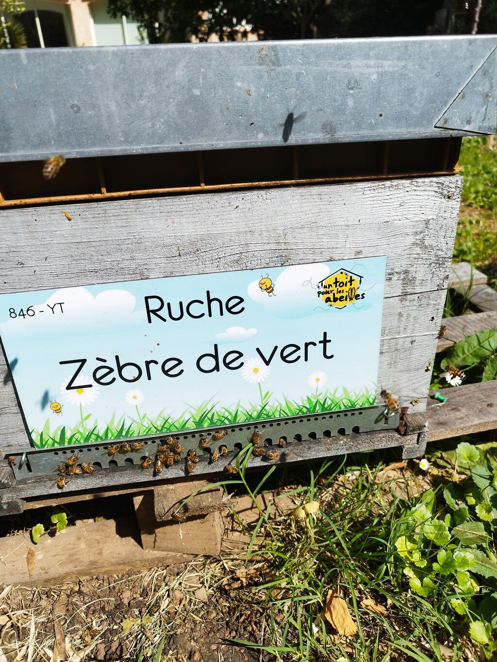 La ruche Zèbre de vert