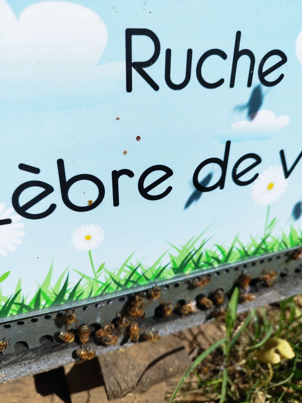 La ruche Zèbre de vert