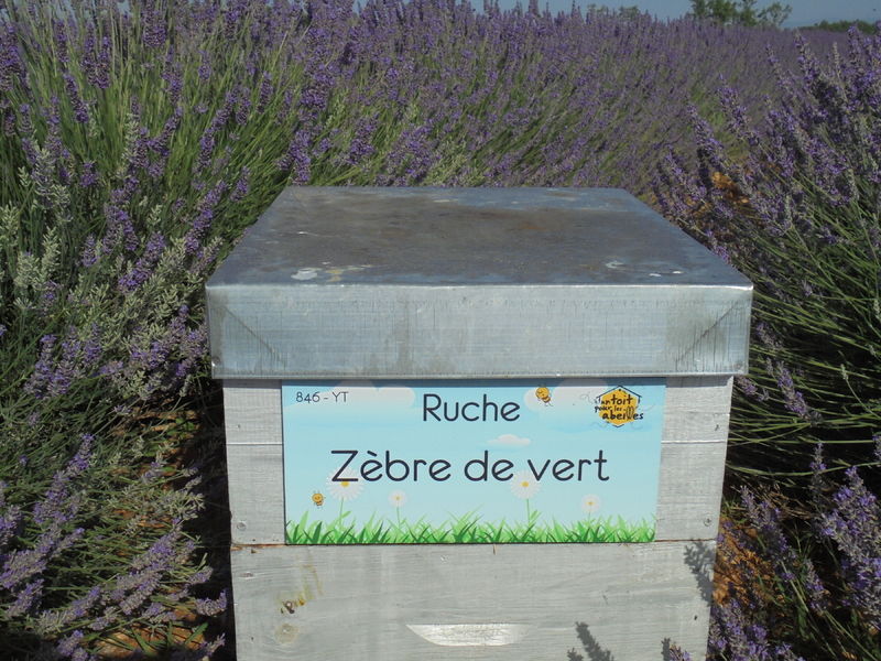 La ruche Zèbre de vert