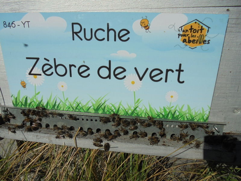 La ruche Zèbre de vert